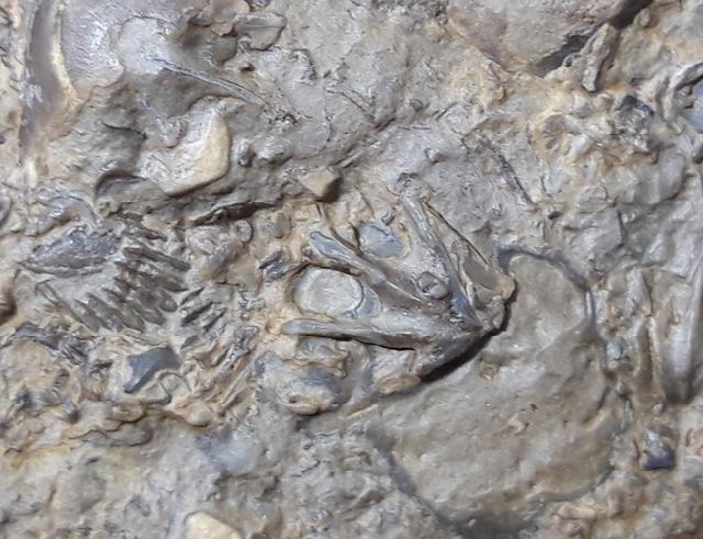 Tetractinella trigonella SCHLOTHEIM 1820 - Bild &copy; FossNet FossilienStore